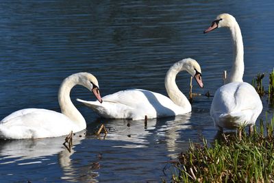 Swans swimming in lake