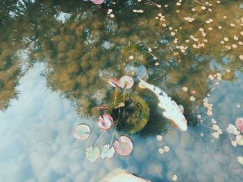 Reflection of trees in pond