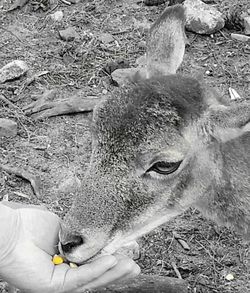 animal