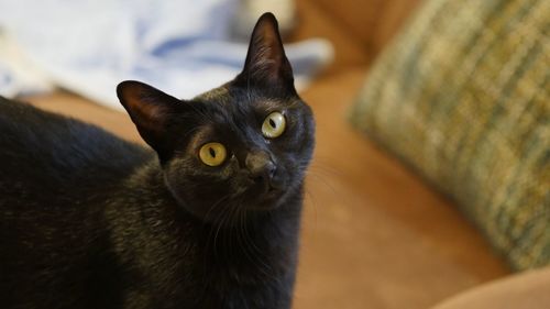 Close-up portrait of black cat