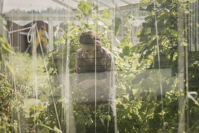 Female gardener working in greenhouse seen through glass window