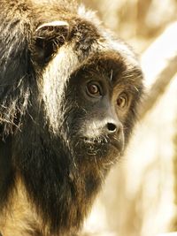 Close-up portrait of monkey