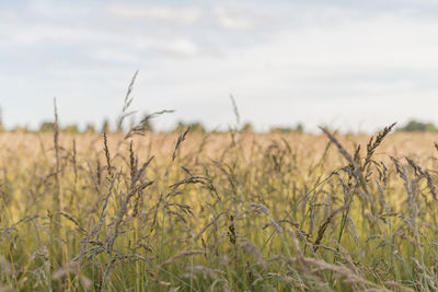 Scenic view of wheat field against sky