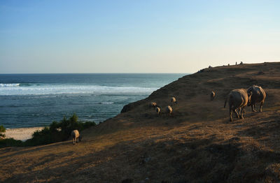 Horses in the sea