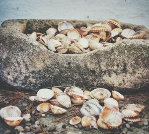 High angle view of seashells on pebbles at beach