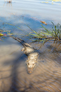 Close-up of alligator in shallow water