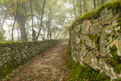Footpath amidst trees in forest