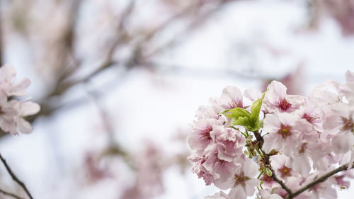 Close-up of pink cherry blossoms