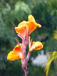 flowering plant