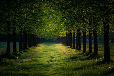 Scenic view of trees in forest