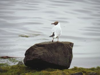 Bird perching on rock by lake