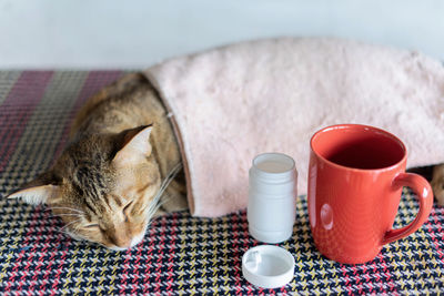 Cat relaxing on coffee cup