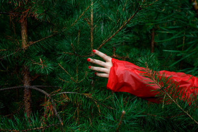 Woman's hand in a red raincoat is touching a pine tree.
