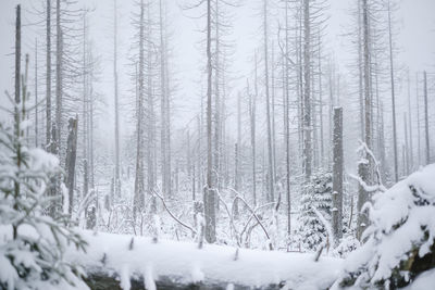 Snow covered trees against sky during winter