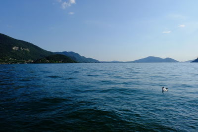 Swan swimming in sea against clear sky