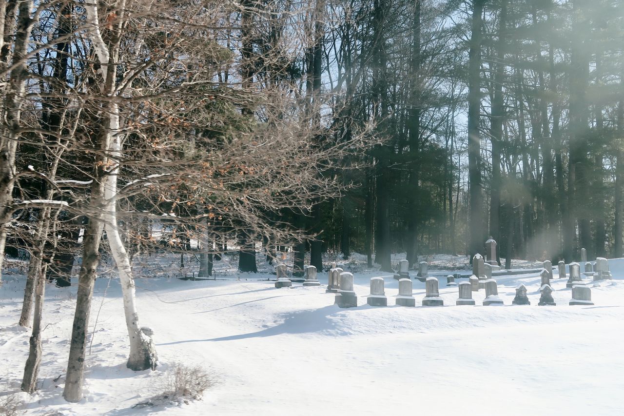 SNOW COVERED TREES IN PARK