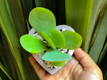 Mano sosteniendo maceta artesanal con planta en mexico 