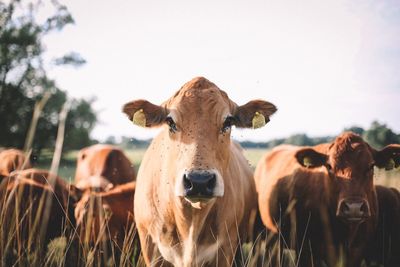 Cows on field against sky