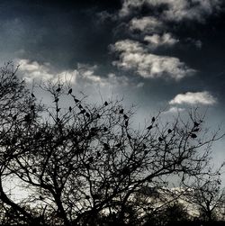 Low angle view of silhouette tree against sky