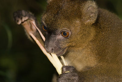 Bamboo lemur munching bamboo in ranomafana national park, madagascar