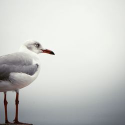 Bird in water