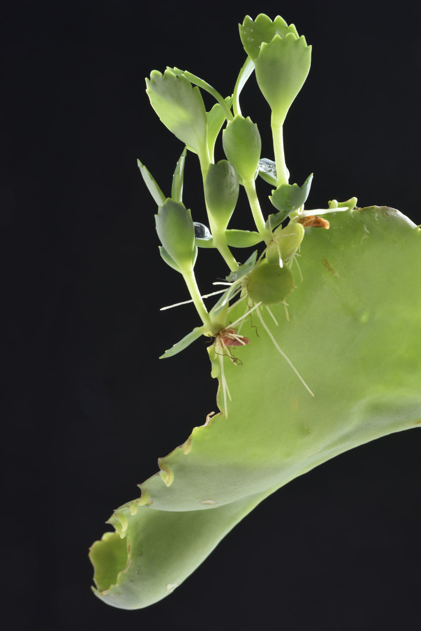 CLOSE-UP OF GREEN PLANT