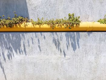 Yellow flowers against built structure