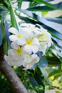 Close-up of white flowers blooming outdoors