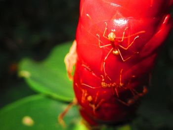Close-up of insect
