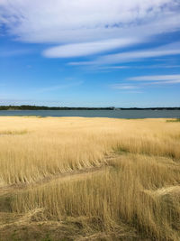 Scenic view of field against sky