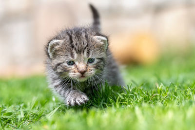 Close-up of a kitten in a field