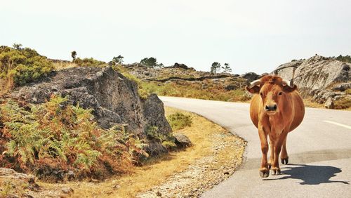 Brown cow walking on road against sky