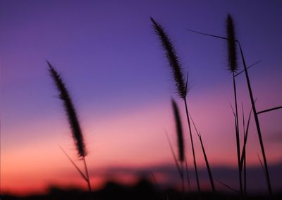 Close-up of wheat growing on field against sky during sunset