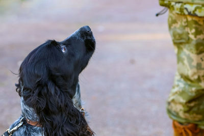 Border dog portrait close up with a soldier at the site. training of military dogs. 