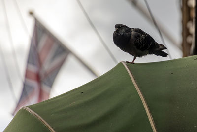 Close-up of bird perching on leaf