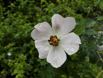 Close-up of water drops on flower