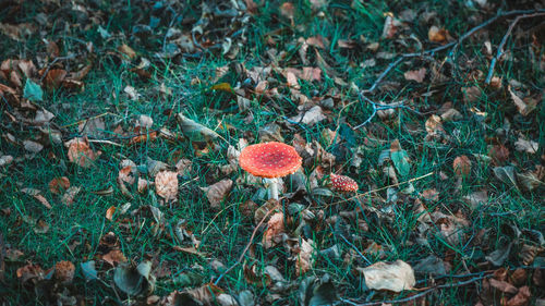 Close-up of fly agaric mushroom