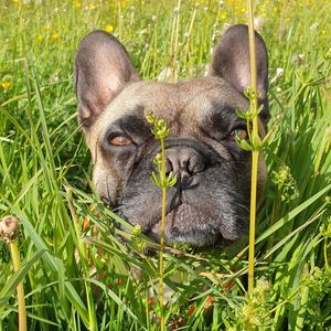 Portrait of a dog lying on grass