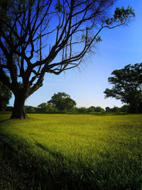 Trees on grassy field