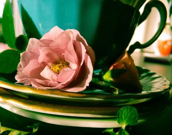 Close-up of rose in plate