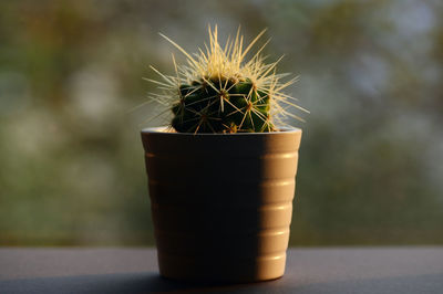 Single cactus plants on sunset sit on window