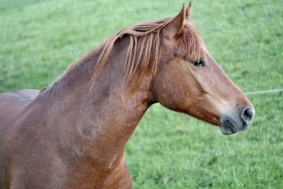 Side view of horse on field