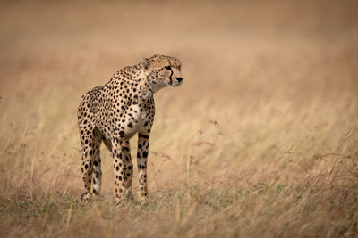 Cheetah standing on field in zoo