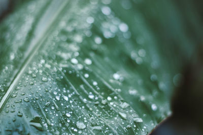 Close-up of water drops on leaves