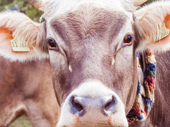 Close-up portrait of cow