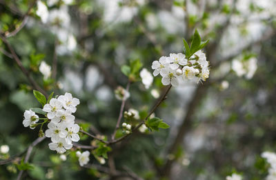 Close-up of white cherry blossoms in spring