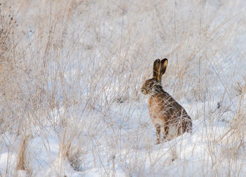 View of a bird on snow