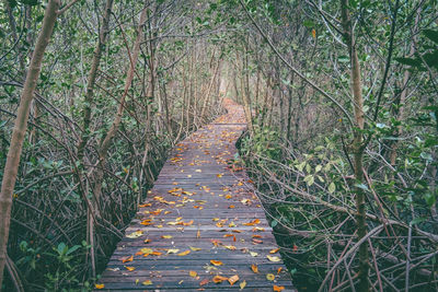 Footpath amidst trees in forest during autumn