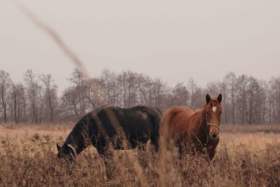 Horse in the field