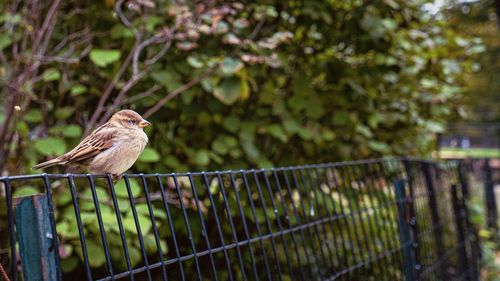 Close-up of bird perching on fence